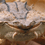 Anomalocaris