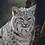 Bobcat