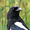 Flit