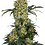Gabber