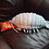 isopod