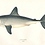 LamnaNasus
