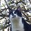 Tux71